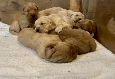 Puppy pile Puppy pile
