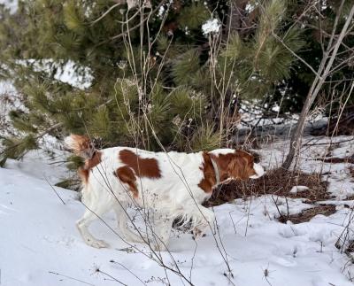 AKC Freckles On Mudge expecting May 1 AKC Freckles On Mudge expecting May 1