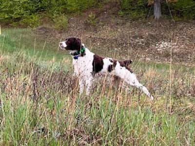 VC JT’s Timberdoodle Maverick VC JT’s Timberdoodle Maverick