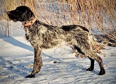 Sire - Stonyridge Locked and Loaded Sire - Stonyridge Locked and Loaded
