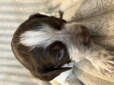 Liver roan male Liver roan male