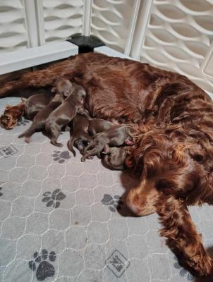 newborn litter newborn litter