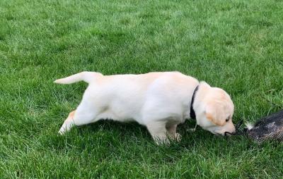 Pup from Carly's previous litter on live birds at 5 1/2 weeks Pup from Carly's previous litter on live birds at 5 1/2 weeks