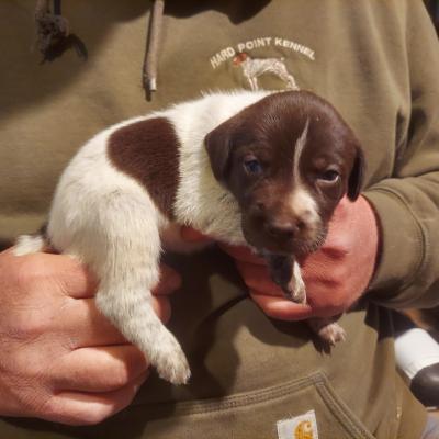 Maple Pup Maple Pup