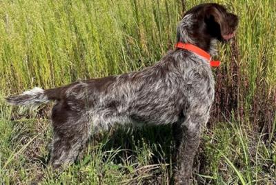 Sire "Gus" Stoneyridge Locked and Loaded Sire "Gus" Stoneyridge Locked and Loaded