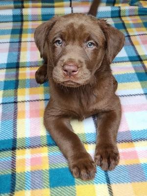 Chocolate female Molly Chocolate female Molly