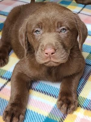 Chocolate female Cocoa Chocolate female Cocoa