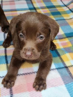 Chocolate female Daisy Chocolate female Daisy