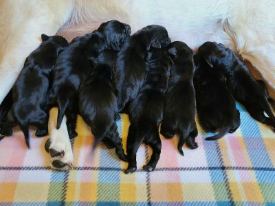 The litter of puppies The litter of puppies