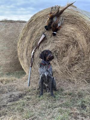 Sire-“Willie” Hun Hill Mr Brown Montana Willard Sire-“Willie” Hun Hill Mr Brown Montana Willard