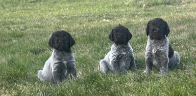 A few of this years puppies see YouTube channel for weekly weights individual pictures and videos see RJS Griffs on YouTube. Links available on our website as well. Looking forward to talking to you about your future hunting partner and family member. A few of this years puppies see YouTube channel for weekly weights individual pictures and videos see RJS Griffs on YouTube. Links available on our website as well. Looking forward to talking to you about your future hunting partner and family member.