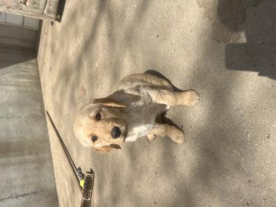Pink female, medium and super sweet. Pink female, medium and super sweet.