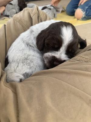 Pup at 2 weeks old Pup at 2 weeks old