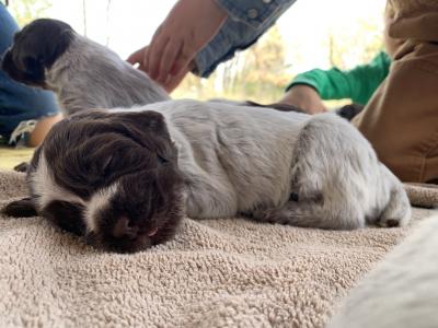 Pup at 2 weeks old Pup at 2 weeks old