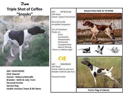 Dam: Snooks...she was started on birds and claimed 2 ribbons towards her title but I never took her back for the other 2 as it wasn't my thing. She is my primary service dog, health monitor and my personal upland/waterfowl hunting dog. Dam: Snooks...she was started on birds and claimed 2 ribbons towards her title but I never took her back for the other 2 as it wasn't my thing. She is my primary service dog, health monitor and my personal upland/waterfowl hunting dog.