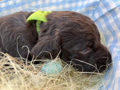 Reserved~Curly coat, Dark chocolate girl, Green collar, 3 weeks old Reserved~Curly coat, Dark chocolate girl, Green collar, 3 weeks old