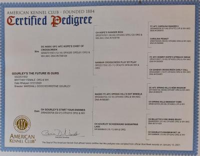 Kaylee's pedigree Kaylee's pedigree