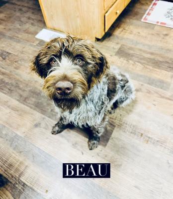 Our Sire, Beau; 1-year old. Our Sire, Beau; 1-year old.