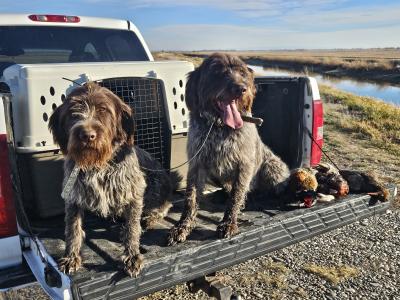 Axel and Love Pheasant Axel and Love Pheasant