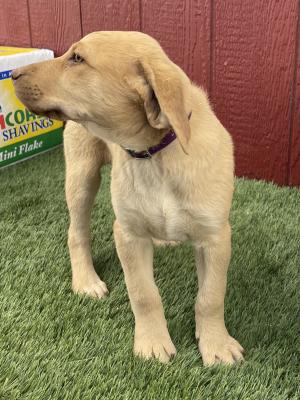 Purple collar 9wks Purple collar 9wks