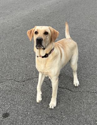 Scarlett close up. She is a fetch monster. We think she conforms to the Labrador standard very well Scarlett close up. She is a fetch monster. We think she conforms to the Labrador standard very well