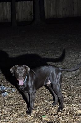 Take a look at our sire’s coat. Dark and shiny. People are amazed everywhere we take him. He’s only 18 months old and weighs 86 lbs at last weigh in and he is gaining muscle by the week. Can’t wait to see his full boxy head and broader chest and fully muscled up because he is stunning and a super athelete ready for anything. He doesn’t get tired. Let me say it again HE—-DOES—-NOT—-GET—-TIRED. Take a look at our sire’s coat. Dark and shiny. People are amazed everywhere we take him. He’s only 18 months old and weighs 86 lbs at last weigh in and he is gaining muscle by the week. Can’t wait to see his full boxy head and broader chest and fully muscled up because he is stunning and a super athelete ready for anything. He doesn’t get tired. Let me say it again HE—-DOES—-NOT—-GET—-TIRED.