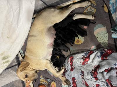 Much better puppy pics coming soon. They are about 9 days old. Born 4/17/25. We stressed out all night long helping Scarlett birth all 12 puppies. We helped get them out of their sacks and begin breathing as quickly as humanly and dogly as possible. None of these puppies ever went suspiciously long without air. They will be completely vetted. Much better puppy pics coming soon. They are about 9 days old. Born 4/17/25. We stressed out all night long helping Scarlett birth all 12 puppies. We helped get them out of their sacks and begin breathing as quickly as humanly and dogly as possible. None of these puppies ever went suspiciously long without air. They will be completely vetted.