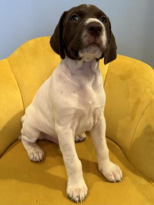 Tucker (Male) Tucker (Male)