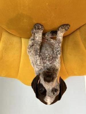 Dotty (Female) Dotty (Female)