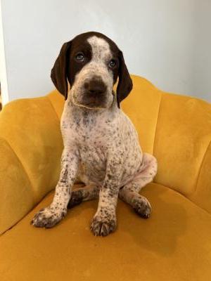 Mack (Male) Mack (Male)