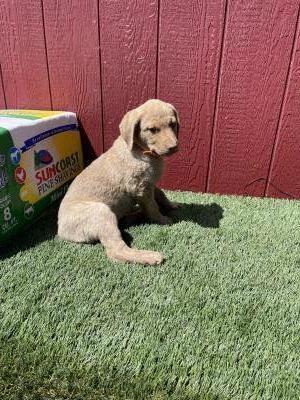 Pink collar female 9wks Pink collar female 9wks