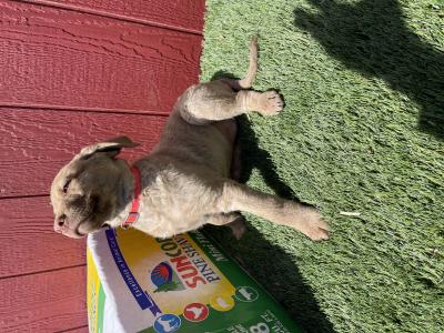 Pink collar female 9wks Pink collar female 9wks