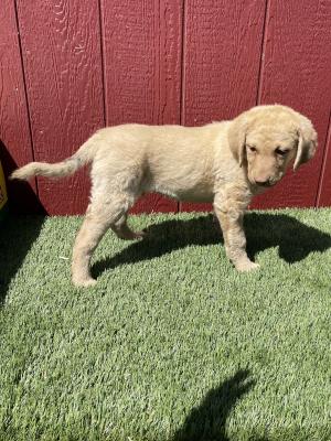 Red collar male 9wks Red collar male 9wks