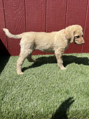 Red collar male 9wks Red collar male 9wks