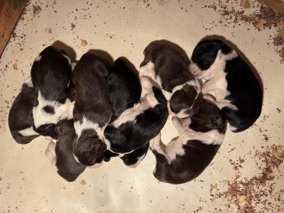Litter of nine; at 16 days old Litter of nine; at 16 days old