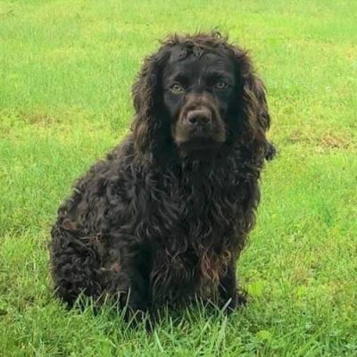 Memphis Sire Memphis Sire