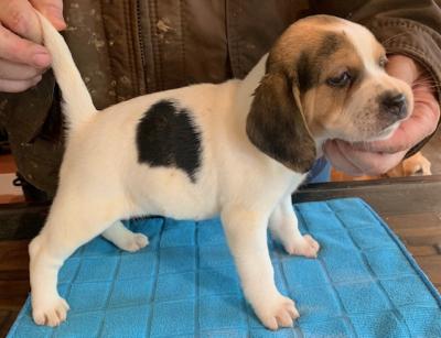 Litter 4-Pearly-Female-NKC Registration Litter 4-Pearly-Female-NKC Registration