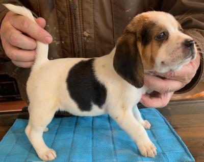Litter 4-Lil Frosty-Female-NKC registration Litter 4-Lil Frosty-Female-NKC registration