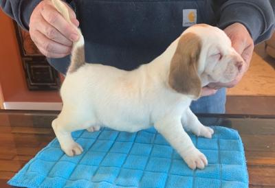 Litter 3-Ruby- Female-AKC registration Litter 3-Ruby- Female-AKC registration