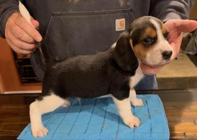 Litter 2 Joe Cool Male -AKC Registration Litter 2 Joe Cool Male -AKC Registration