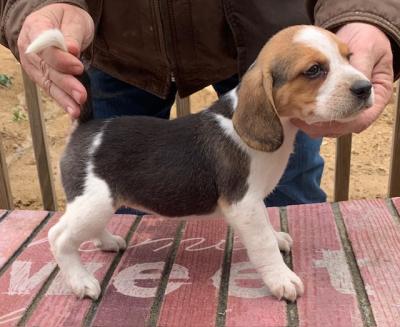 Litter 2 Cricket-Female-AKC Registration Litter 2 Cricket-Female-AKC Registration