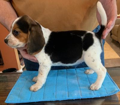 Litter 1 Soxs- Female-AKC Registration Litter 1 Soxs- Female-AKC Registration