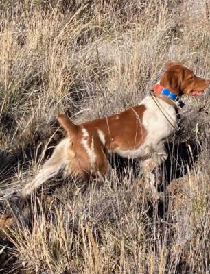 Kaylee's littermate brother hunting Kaylee's littermate brother hunting