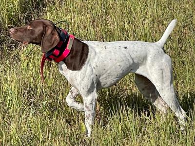 Pup from previous breeding Pup from previous breeding