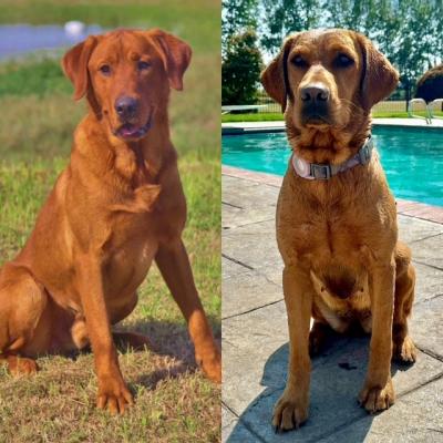Ruger-Maui 2 Ruger-Maui 2