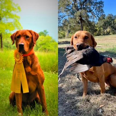 Ruger-Maui 2 Ruger-Maui 2