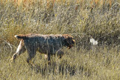 We only raise hunting dogs We only raise hunting dogs