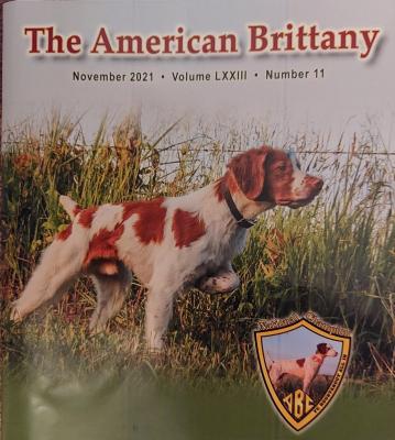 Kaylee's sire. 2 X National Gun Dog Champion and DC Hope's Chief Of Crosscreek Kaylee's sire. 2 X National Gun Dog Champion and DC Hope's Chief Of Crosscreek