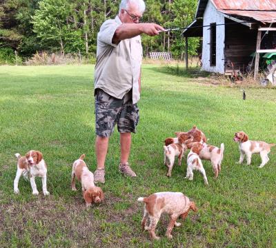 Training on Quail Wings 5 males 4 females very interested in pleasing Training on Quail Wings 5 males 4 females very interested in pleasing