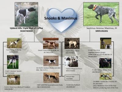 Picture pedigree Picture pedigree